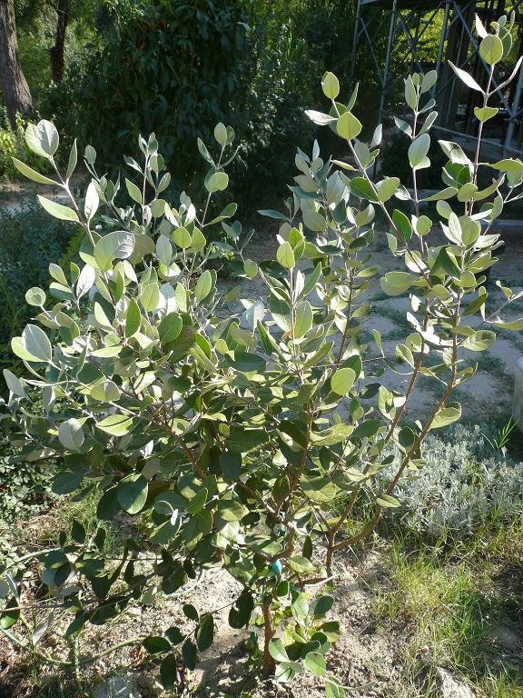 Feijoa sellowiana