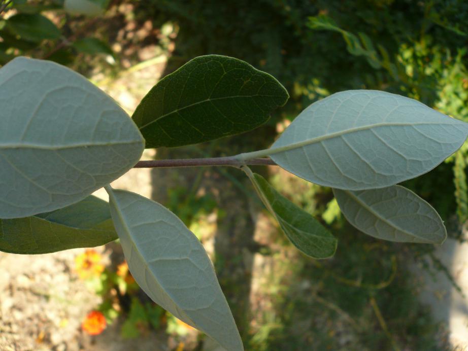 Feijoa sellowiana