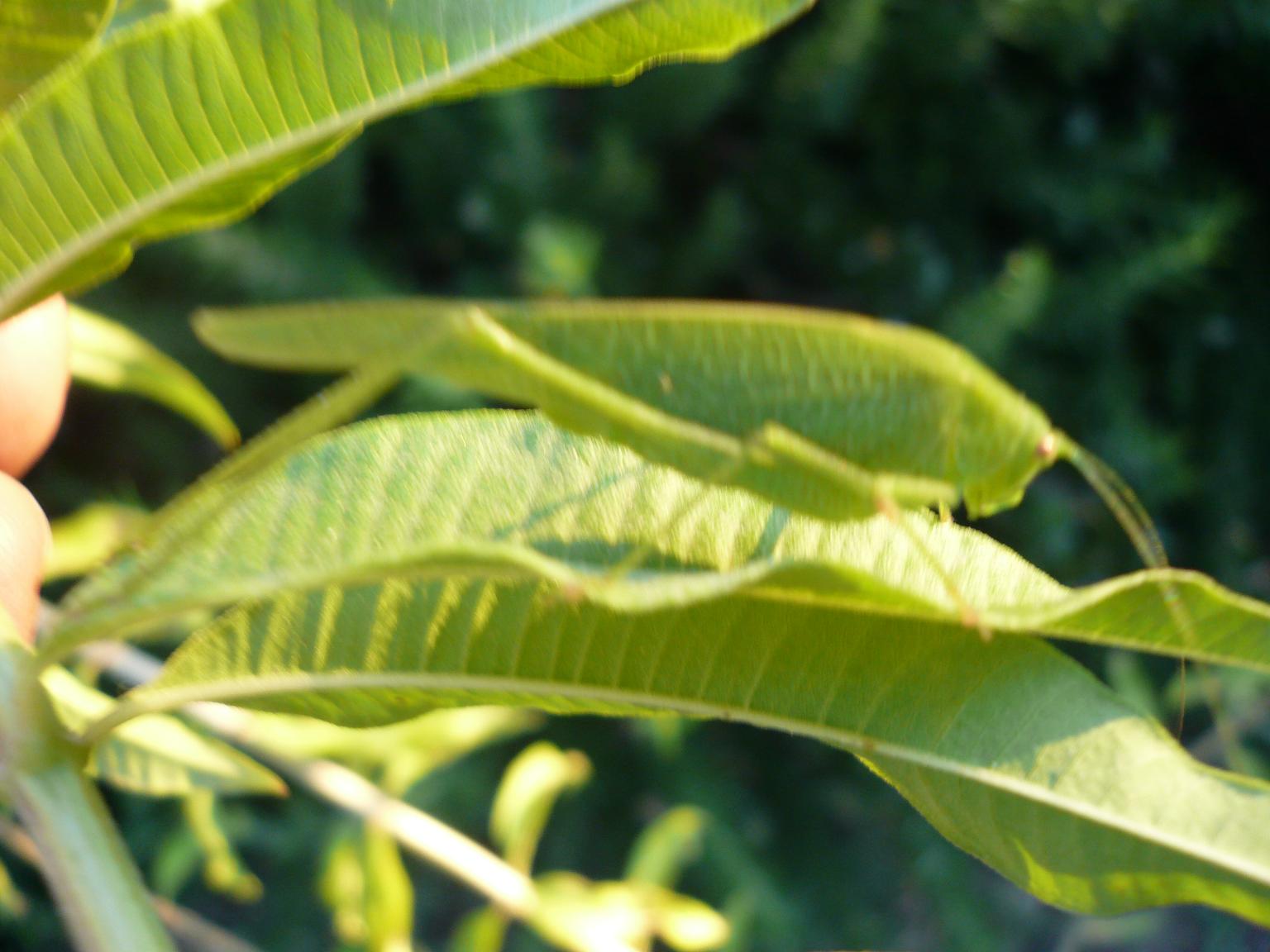 determinazione neanide (Cyrtaspis scutata?)