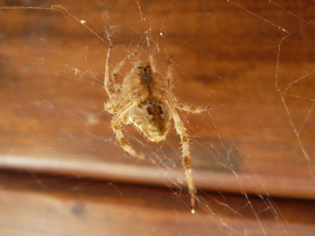 Araneus diadematus