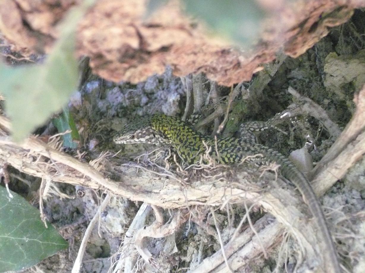 lucertole piccolo riassunto