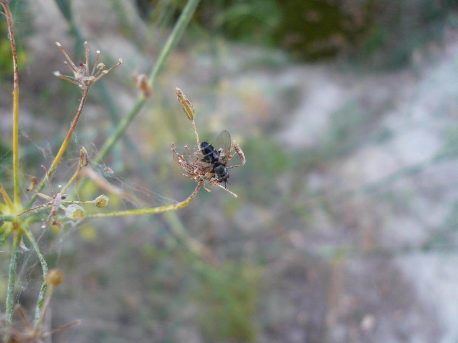 mosca sul finocchio selvatico: fam. Tachinidae