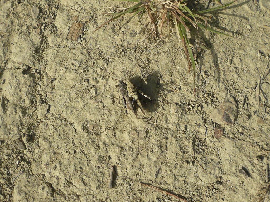 accoppiamento - Oedipoda caerulescens