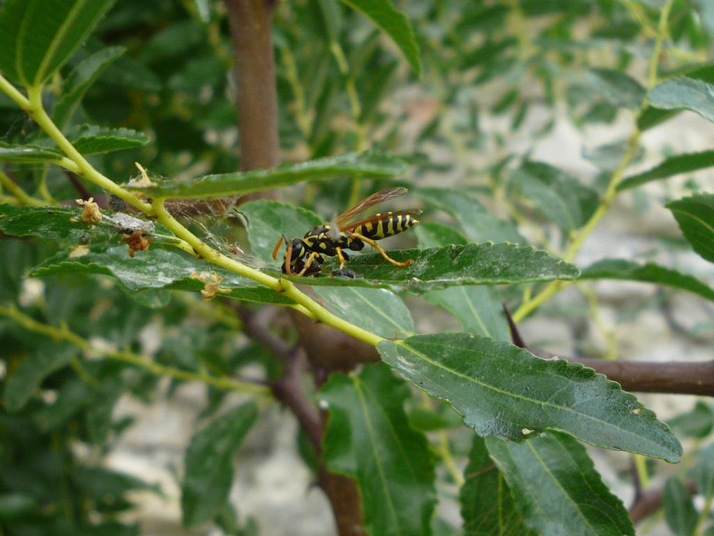 Polistes dominulus e dittero Syrphidae