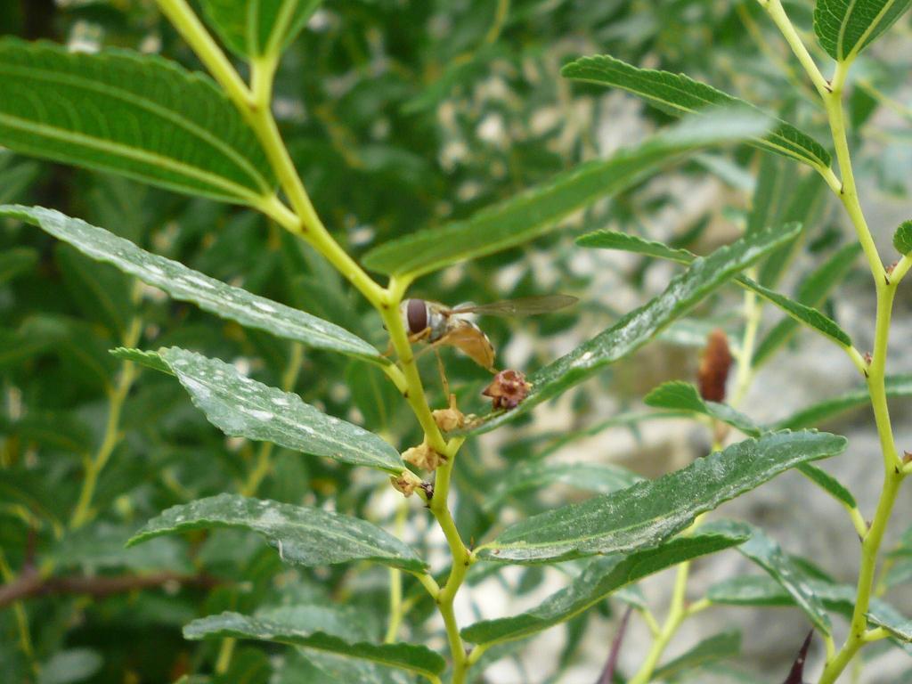 Polistes dominulus e dittero Syrphidae