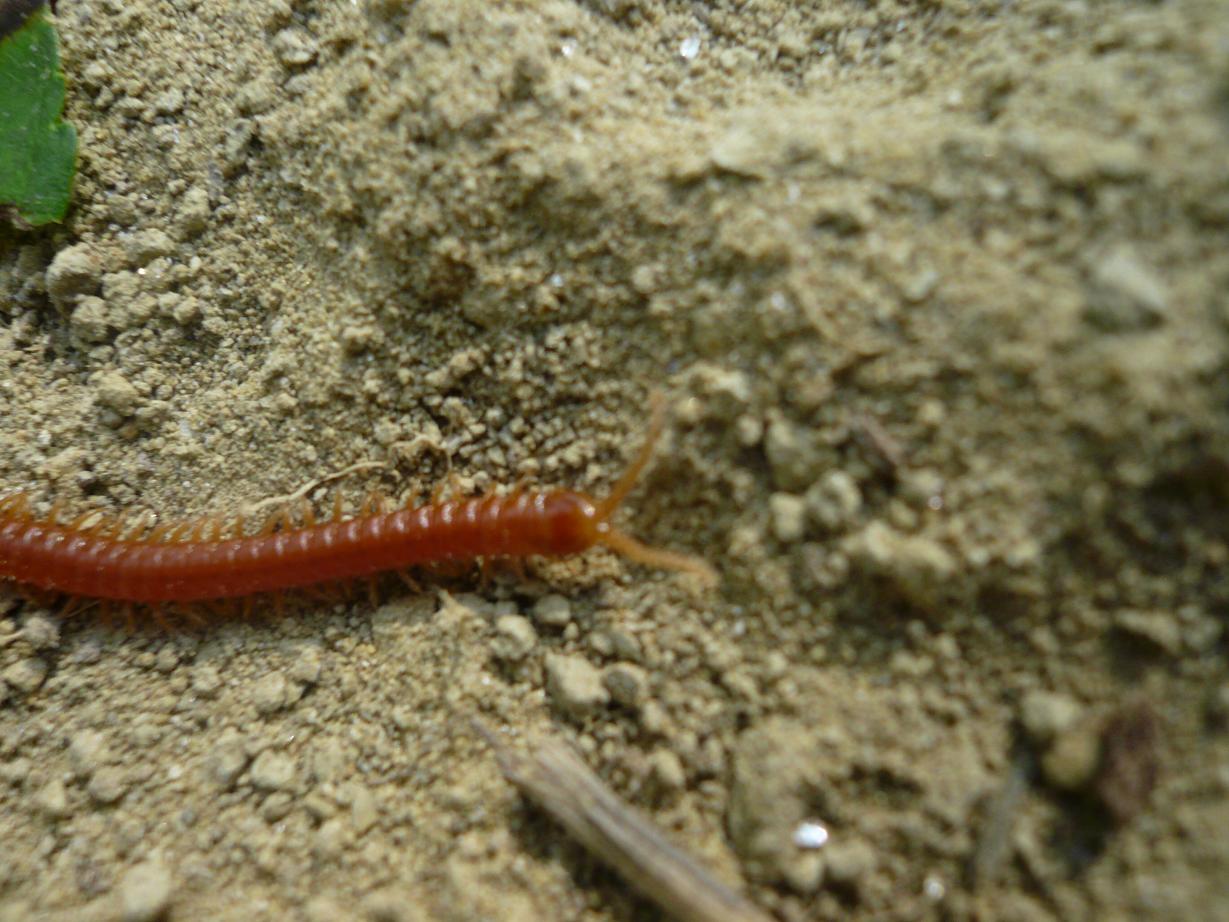 Himantariidae