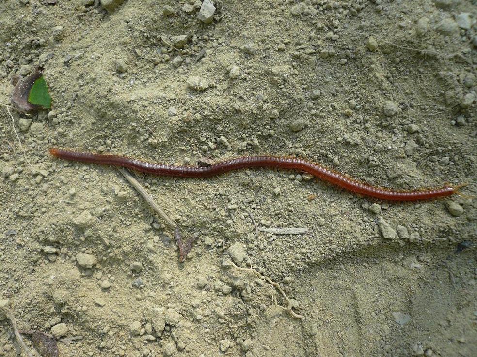 Himantariidae