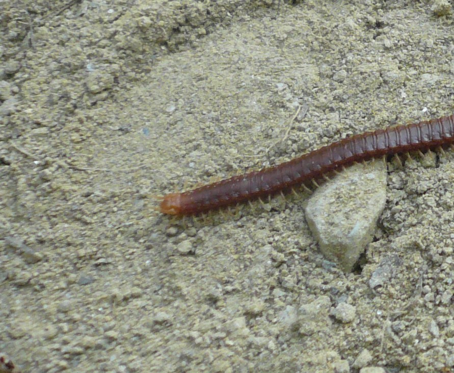 Himantariidae