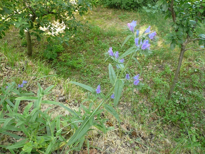 da determinare - Echium sp.