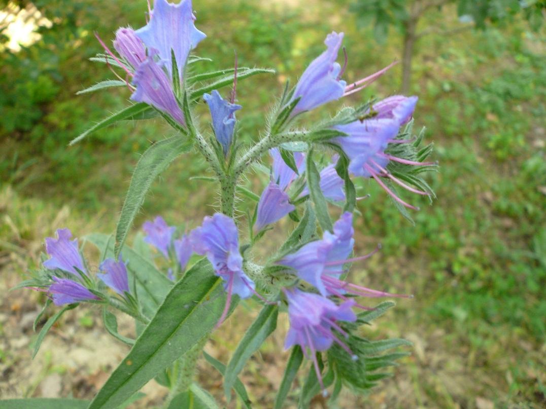 da determinare - Echium sp.