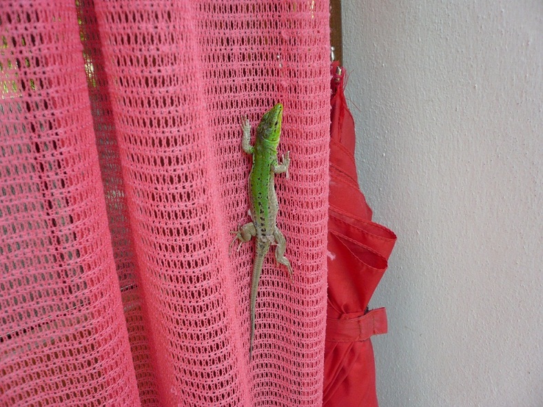 una p. sicula sorpresa sulla tenda di casa