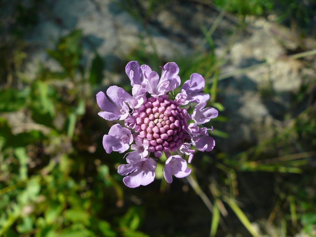 pianta da determinare - cfr. Sixalis atropurpurea