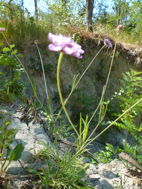 pianta da determinare - cfr. Sixalis atropurpurea