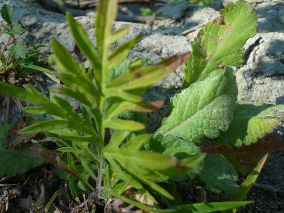 pianta da determinare - cfr. Sixalis atropurpurea