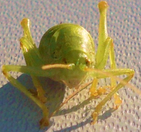 determinazione neanide (Cyrtaspis scutata?)