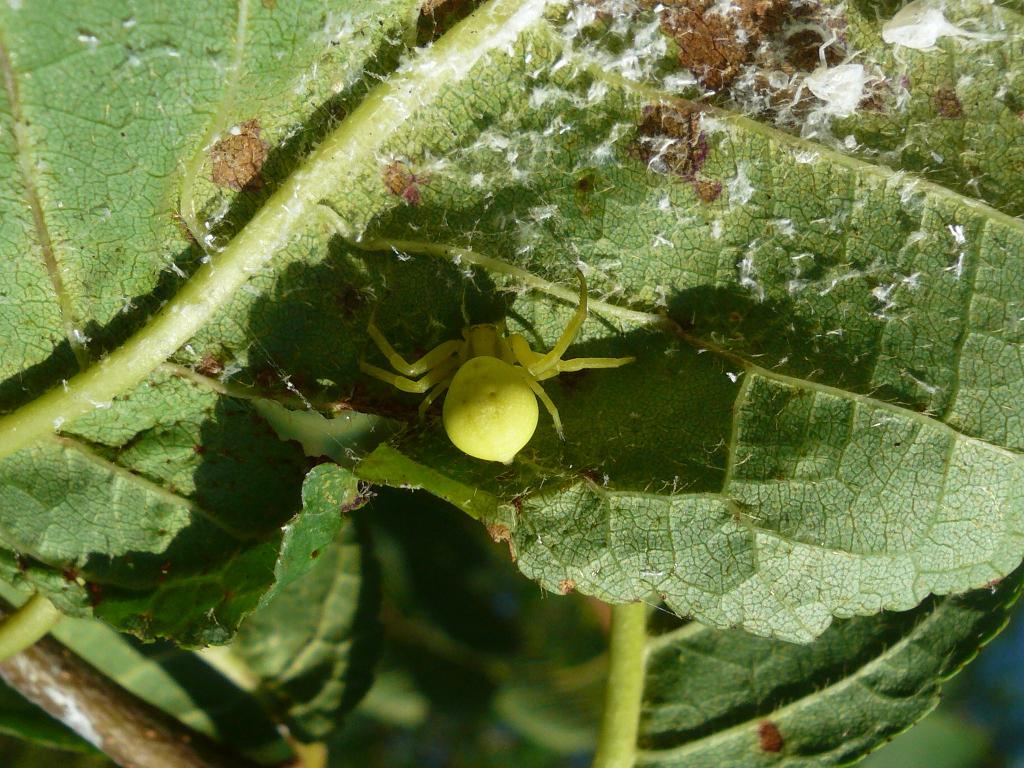 Misumena vatia