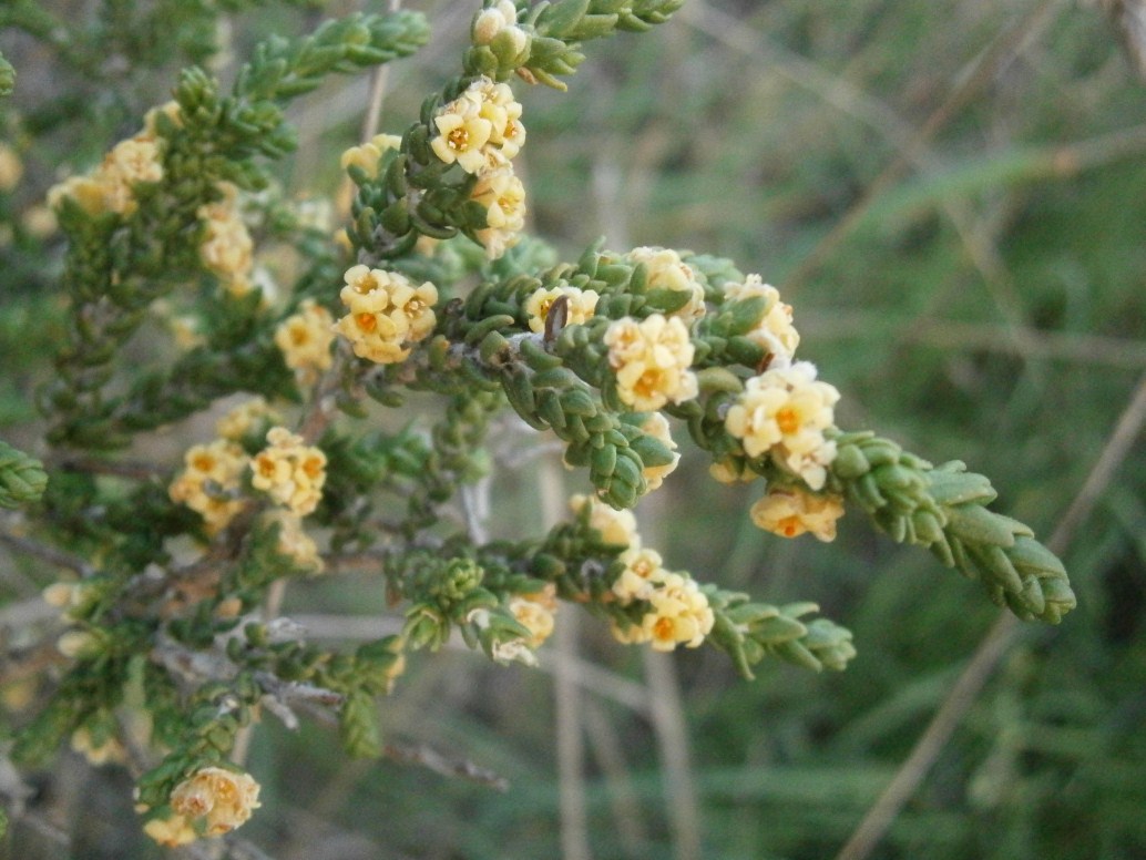 Thymelaea hirsuta / Timelea barbosa