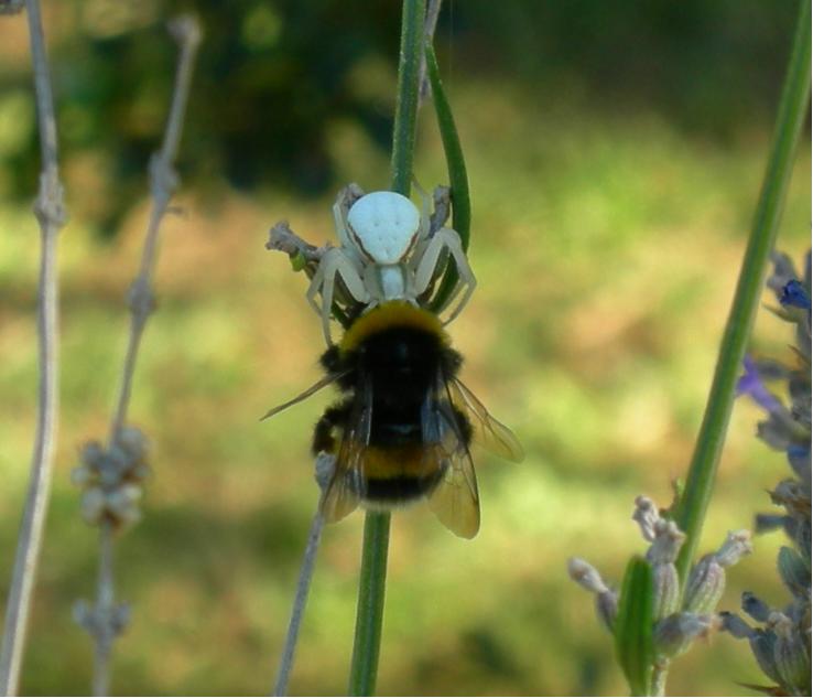 Misumena vatia che ha catturato un bombo