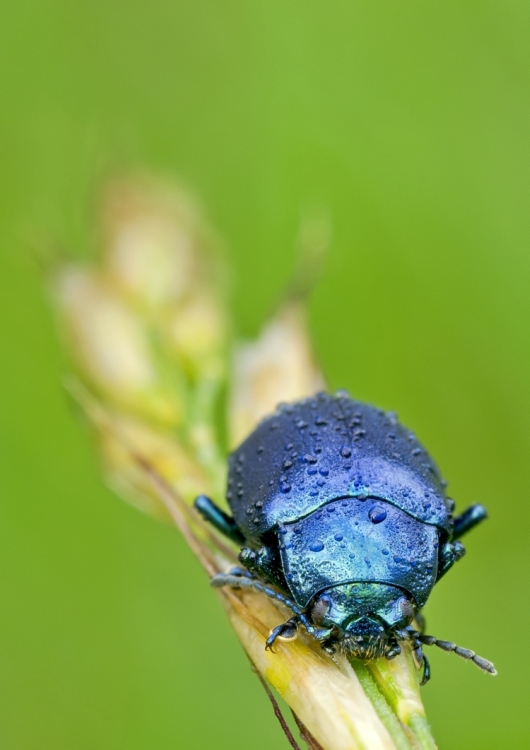 ID Chrysomelidae Oreina cacaliae?!