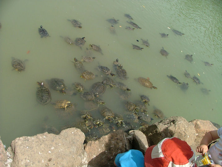 Protezione anfibi, suggerimenti cattura Trachemys