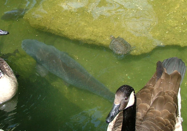 Protezione anfibi, suggerimenti cattura Trachemys