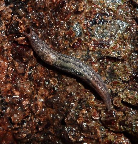 Limax maximus da Piacenza