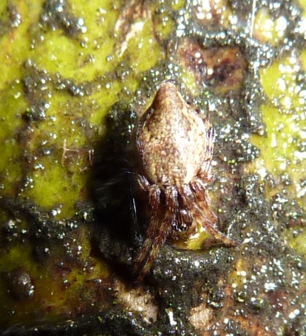 Cyclosa conica