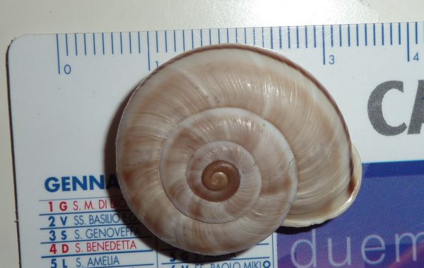 Chilostoma da Madonna di Campiglio