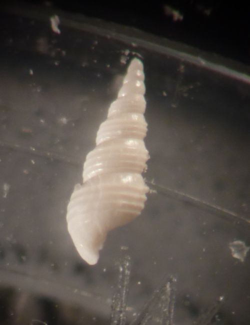 Mathilda?  -  Aclis ascaris (Turton, 1819) - Pleistocene-PR