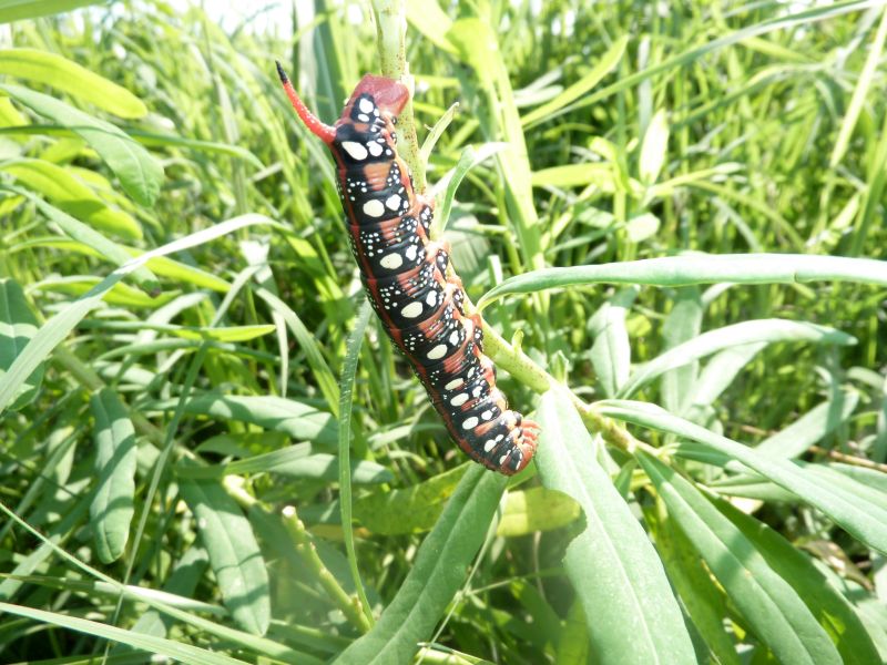 bellissimo bruco cornuto : Hyles euphorbiae