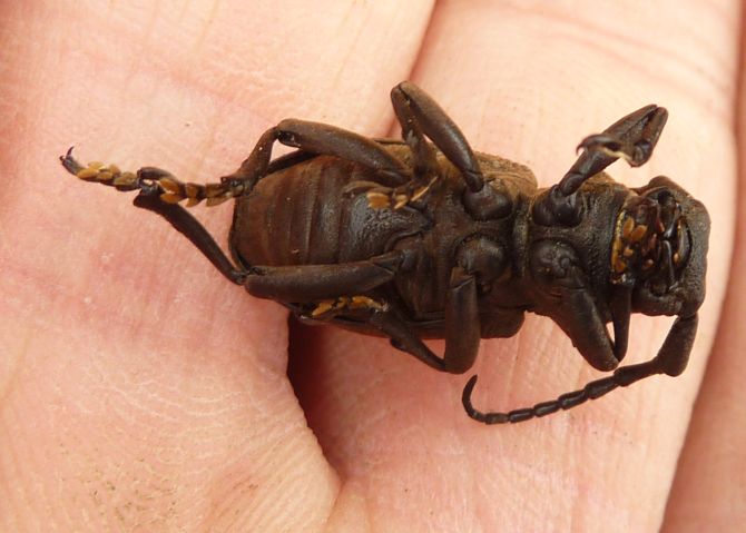 da Lugagnano-Piacenza: Herophila tristis tristis morta morta