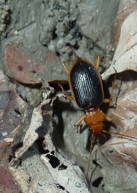 Carabidae? Nebria psammodes