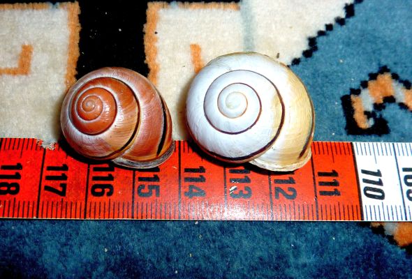 Cepaea nemoralis etrusca