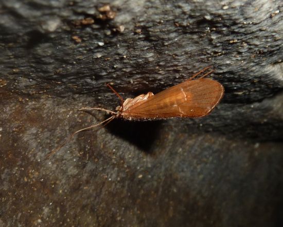 da una grotta...Micropterna sp.