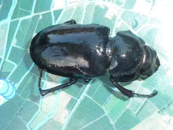 Femmina di Lucanus cervus annegata in un fontanile