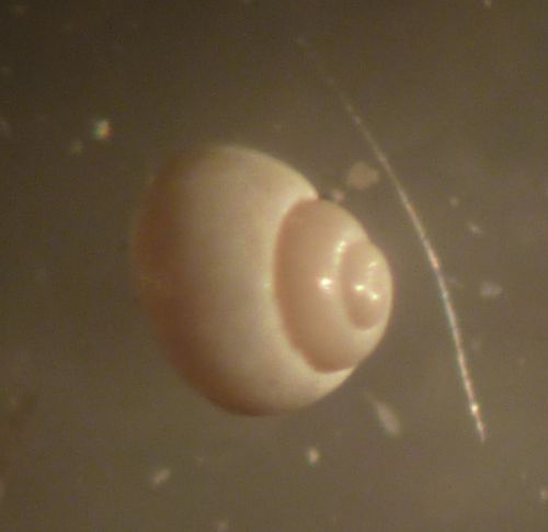 Obtusella macilenta