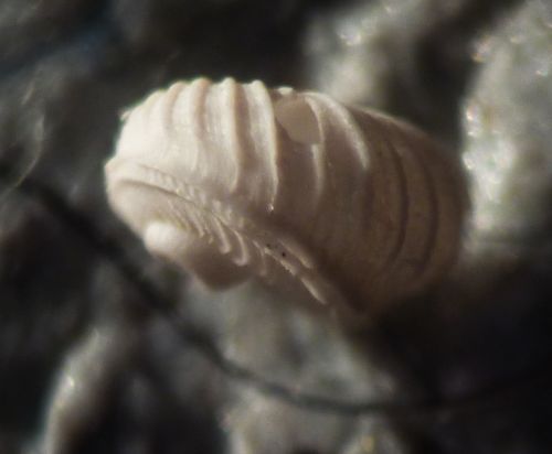 Scissurella costata - Pleistocene - PR