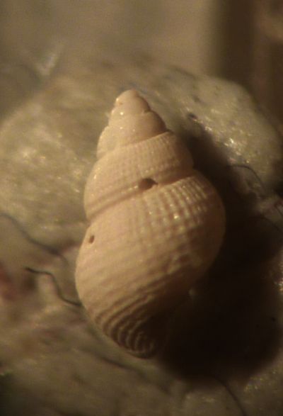 Alvania cf. punctura