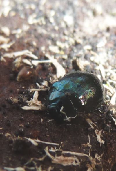 blu chiaro metallico: Chrysolina