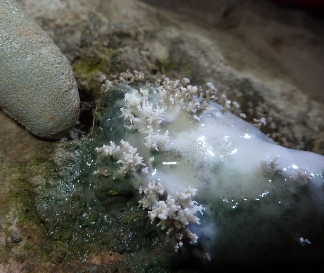 concrezioni a corallo in una grotta