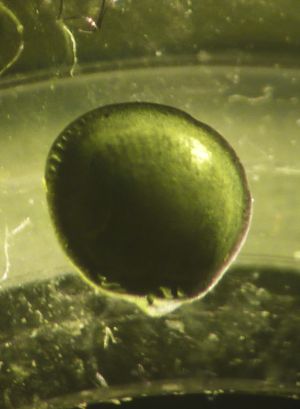 Limopsis cf. anomala