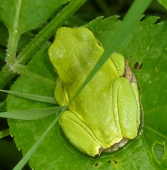 finalmente una raganella - Hyla intermedia