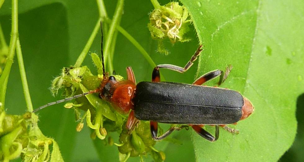 arancio e nero su acero: Cantharis fusca?