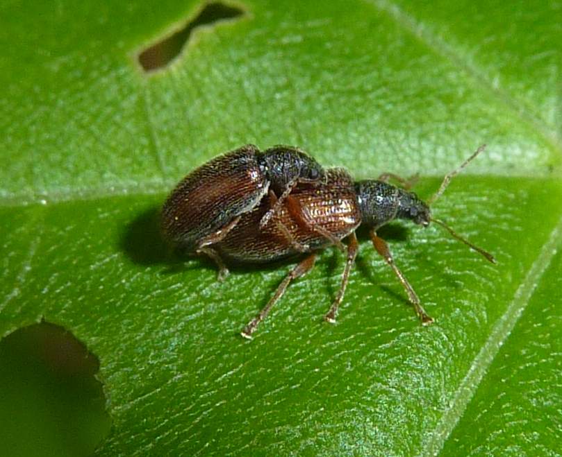 accoppiamento ,su acero: Phyllobius oblongus