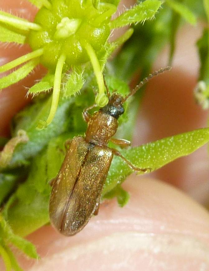 Chrysomelidae: Orsodacne humeralis