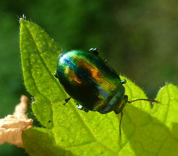 carrozzeria metallizzata :-) Chrysolina fastuosa