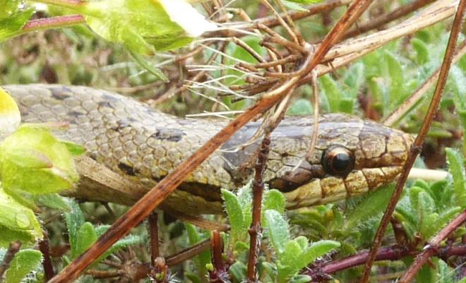 serpente su ofiolite