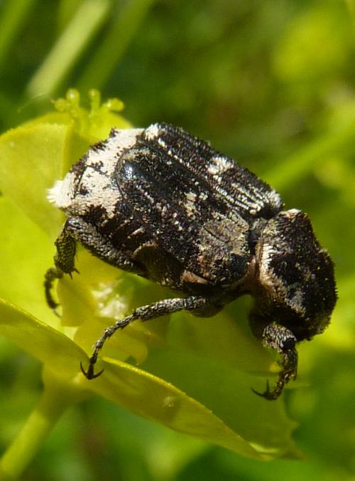 Valgus Hemipterus su Euphorbia