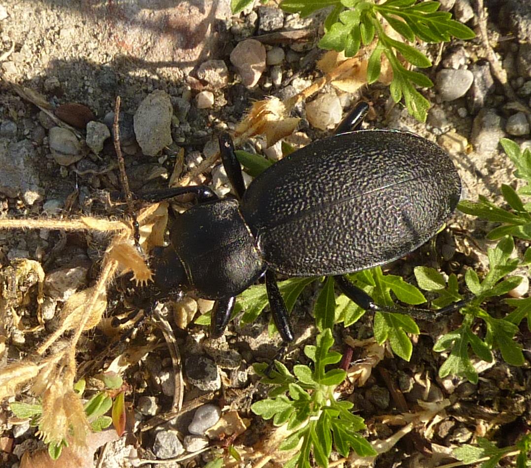 Carabus coriaceus