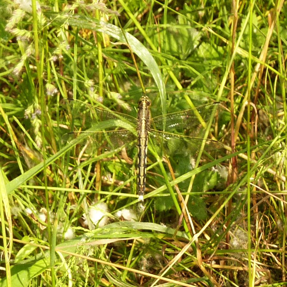 tentar non nuoce. - Orthetrum albistylum (femmina)